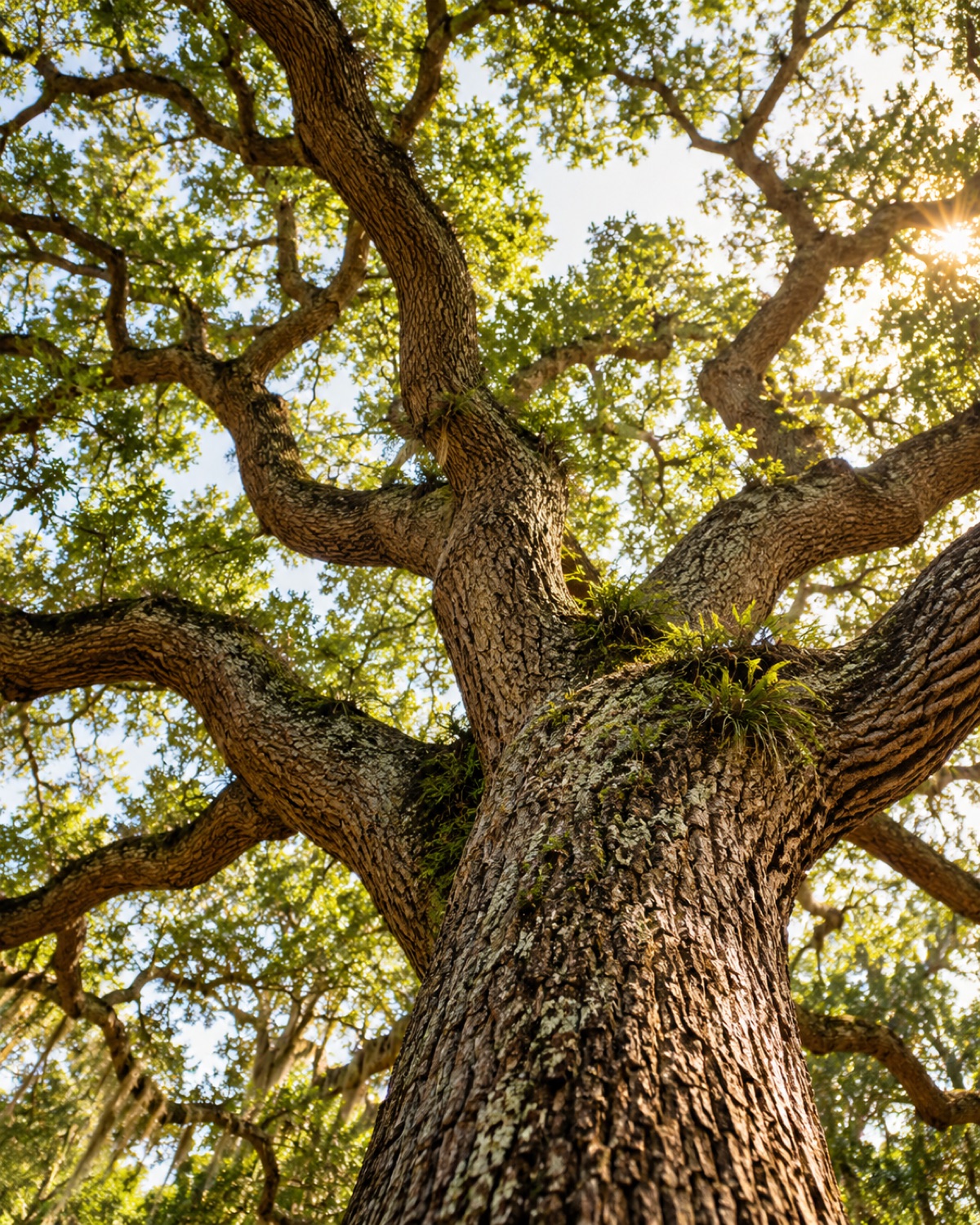 Illustrative sunlit live oak trunk branching into a green canopy